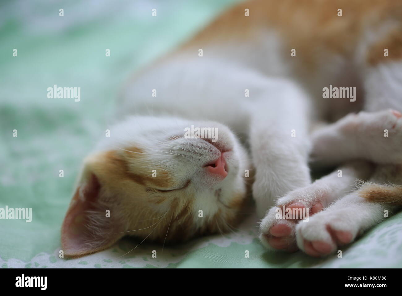 Ginger baby cat hires stock photography and images Alamy