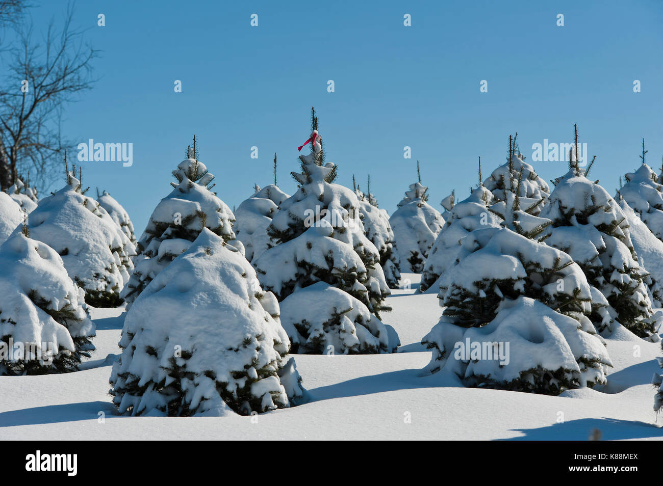 Snow covered winter trees hires stock photography and images Alamy