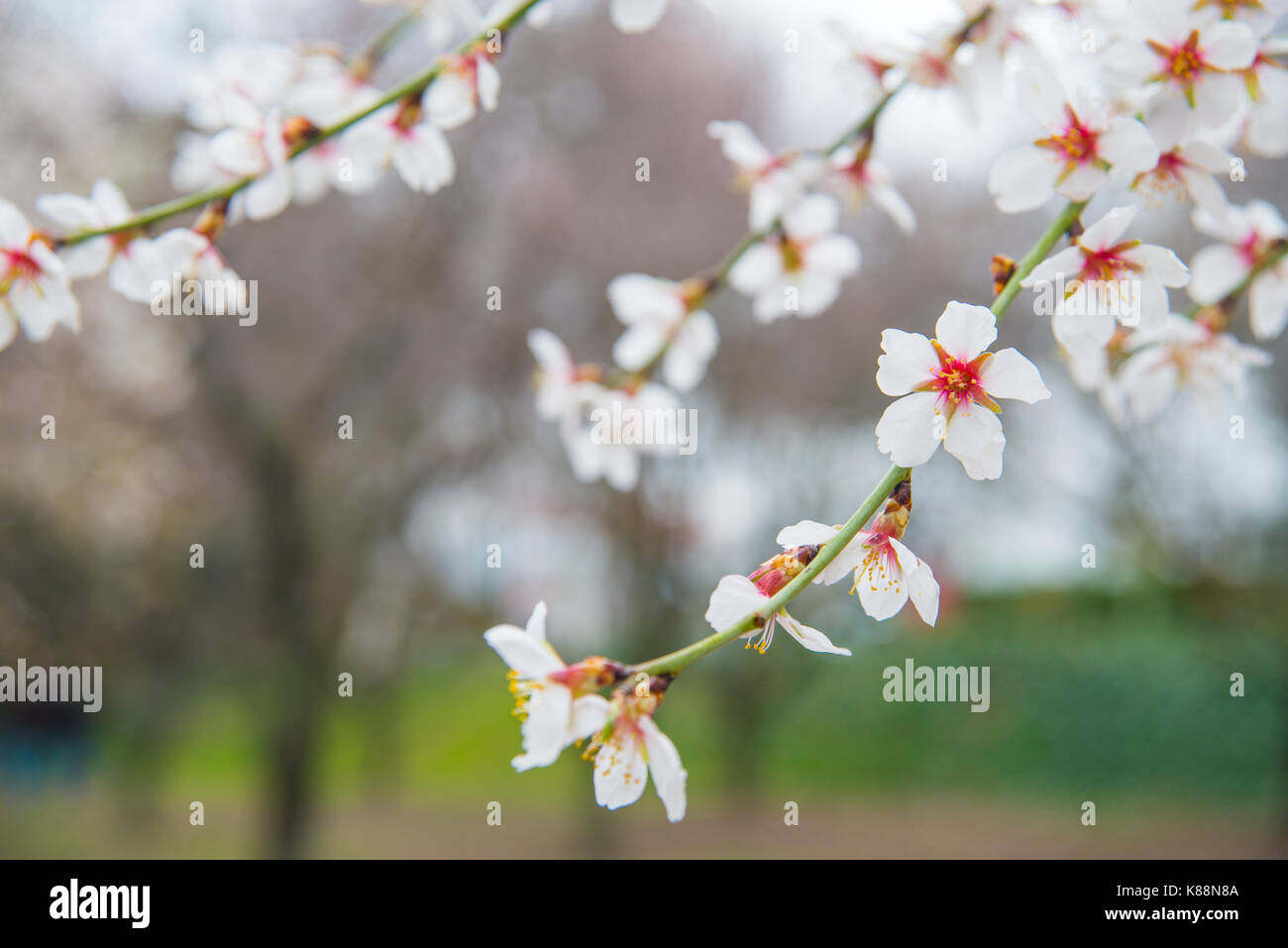 Flowered branch of almond tree Stock Photo Alamy