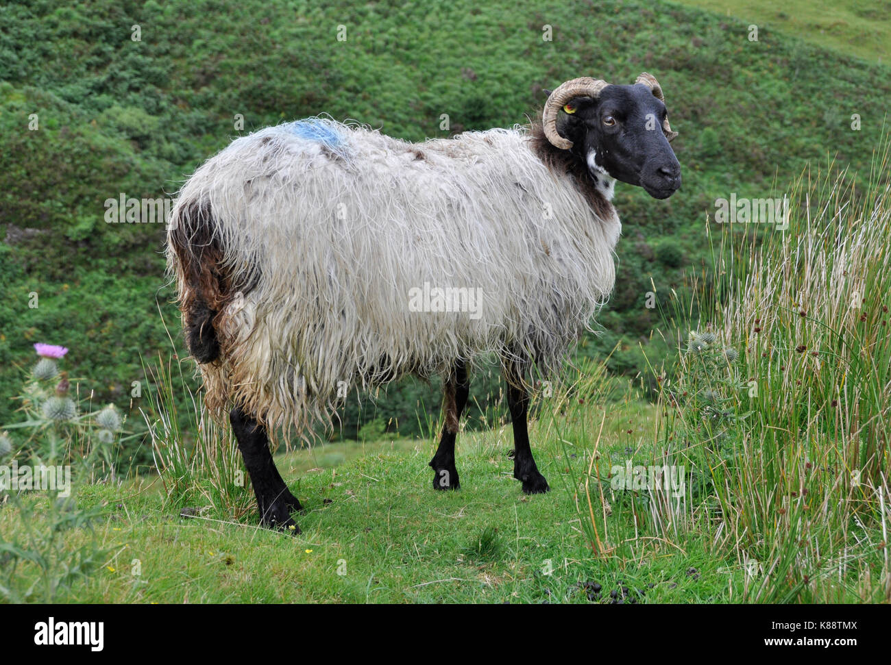 Side profile portrait sheep hi-res stock photography and images - Alamy