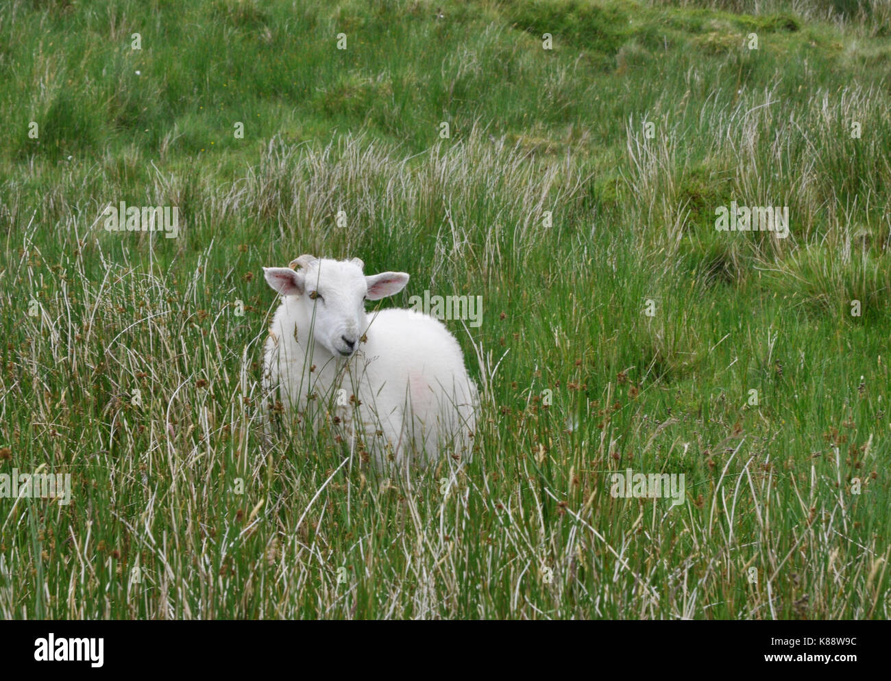 Side profile portrait sheep hi-res stock photography and images - Alamy