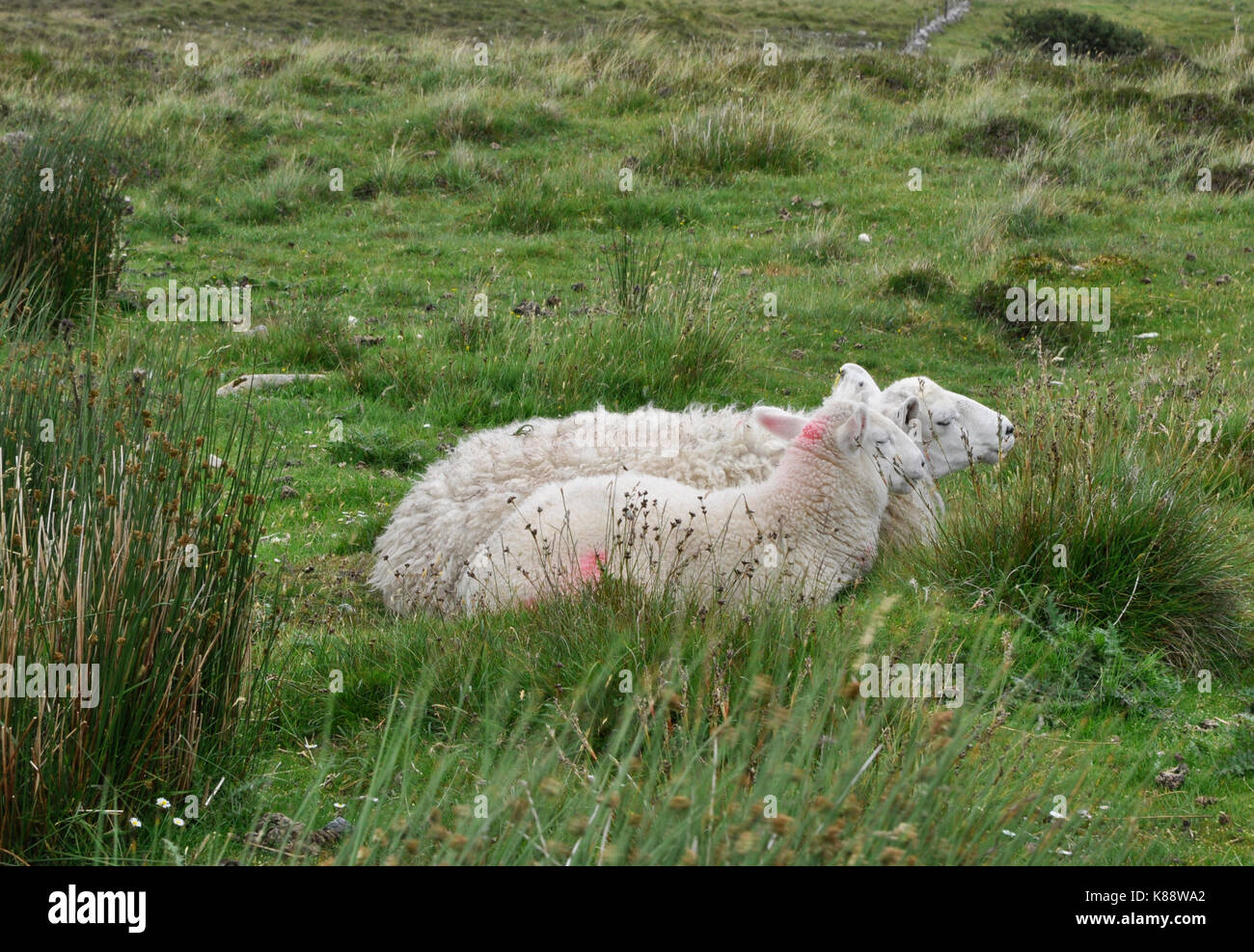 Side profile portrait sheep hi-res stock photography and images - Alamy