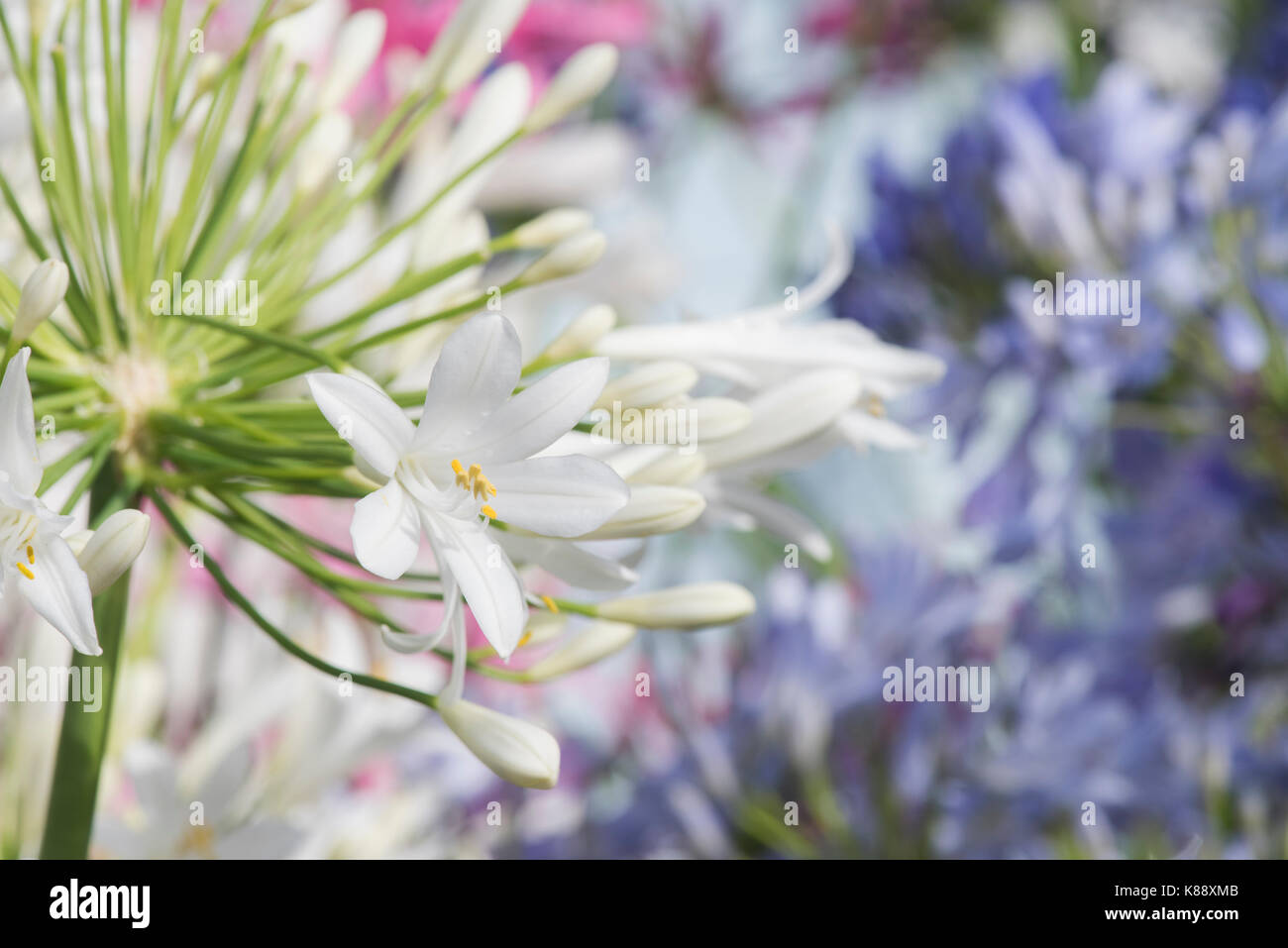 Agapanthus ‘White heaven’.  African Lily flowers  at RHS Wisley flower show. UK Stock Photo