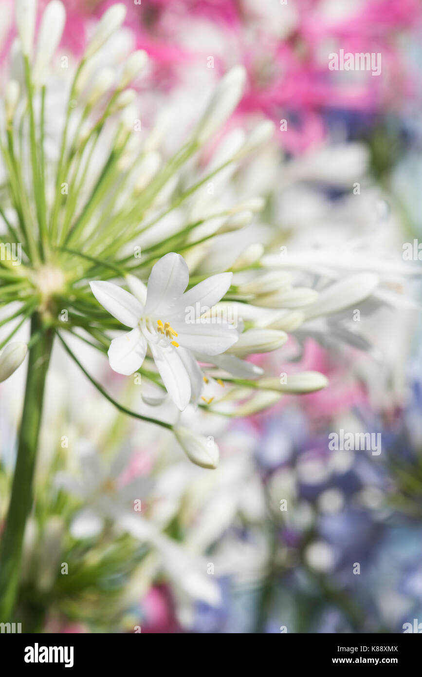 Agapanthus ‘White heaven’.  African Lily flowers  at RHS Wisley flower show. UK Stock Photo