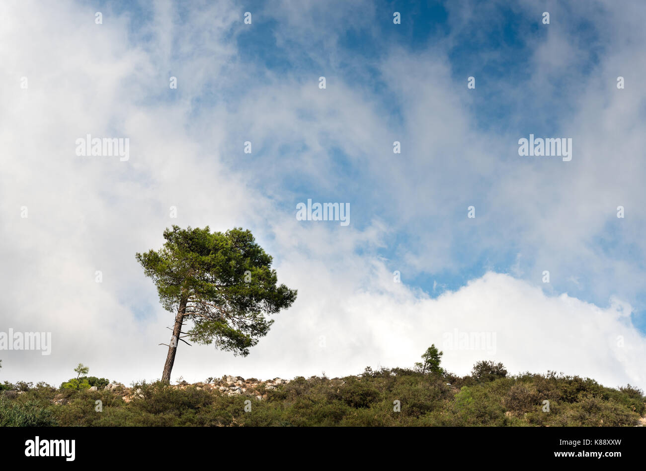 Single lonely pine forest tree standing still at the top of a hill touching  a cloudy sky Stock Photo