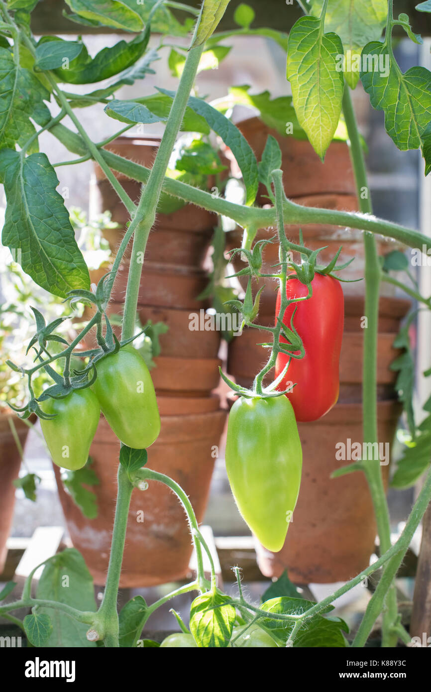 Solanum lycopersicum. Plum Tomato 'Pomodoro' growing on the vine in a greenhouse. UK Stock Photo