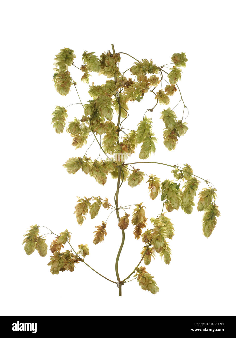 Hops plant twined vine isolated on white background. Stock Photo