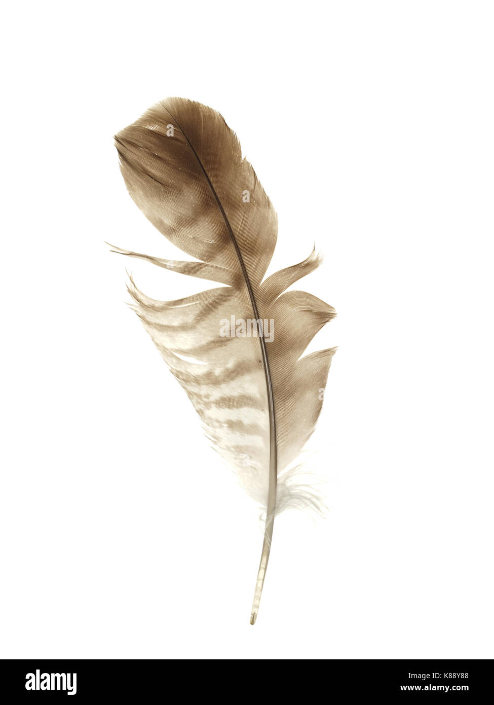Bird feather isolated on white background Stock Photo - Alamy