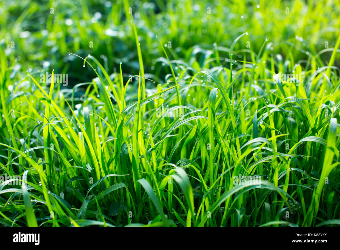 Green grass with dew drops Stock Photo - Alamy