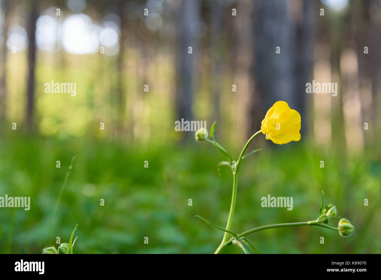 Yellow forest flower closeup Stock Photo
