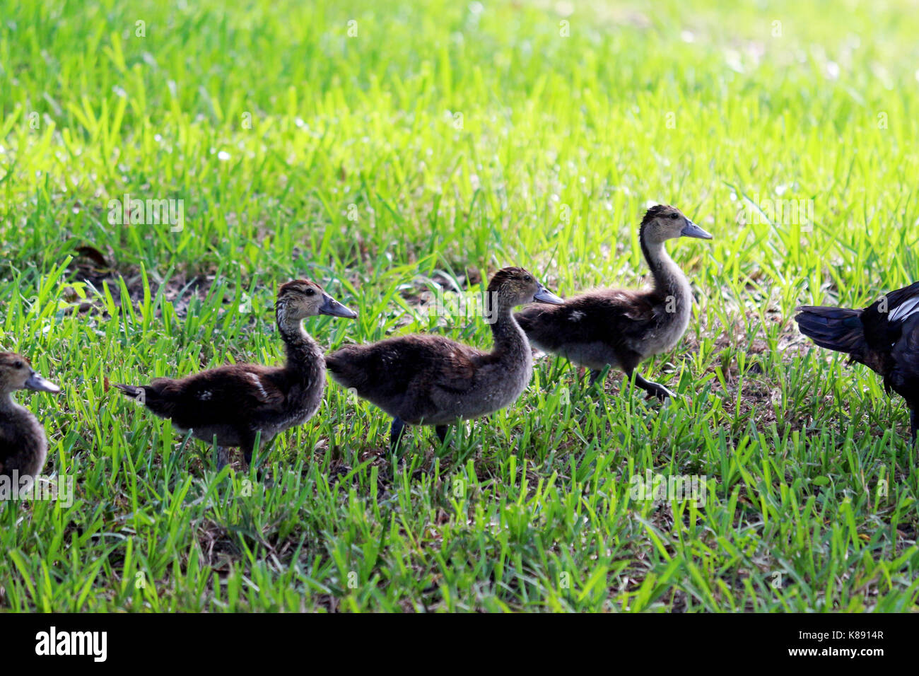 Juvenile Ducklings in a Row walking through the Grass Stock Photo