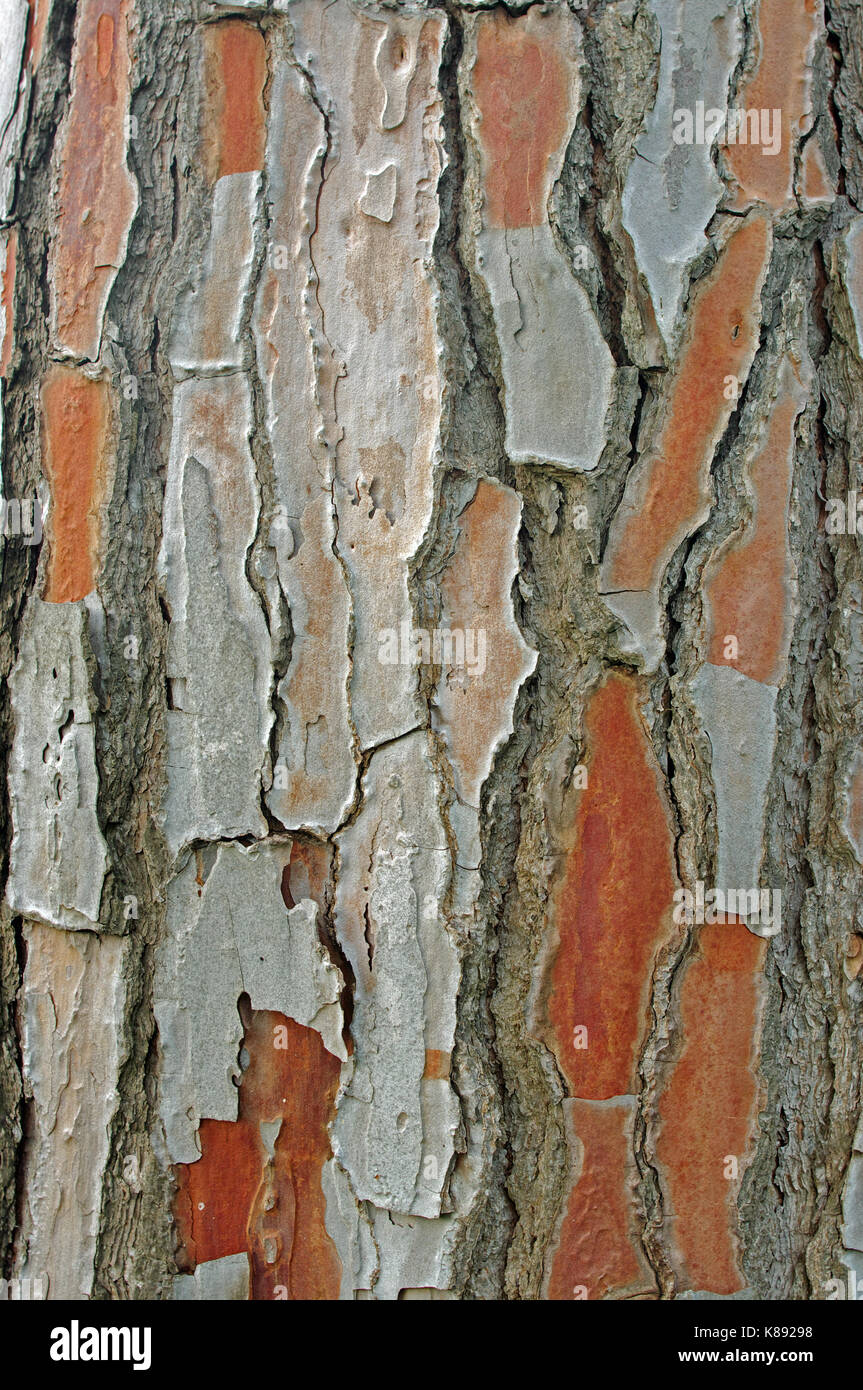 the bark of a Pine tree (Pinus pinea), the Italian stone pine, family pinaceae Stock Photo