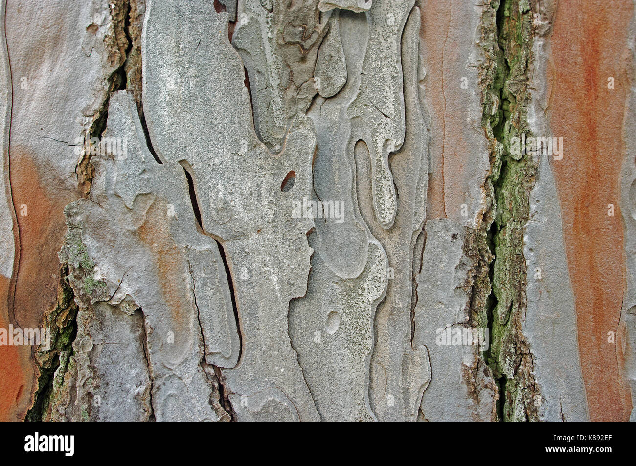 the bark of a Pine tree (Pinus pinea), the Italian stone pine, family pinaceae Stock Photo