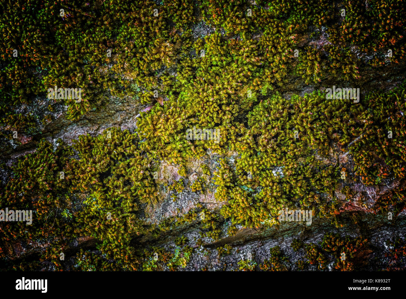 Moss and tree bark texture with natural patterns as background Stock ...