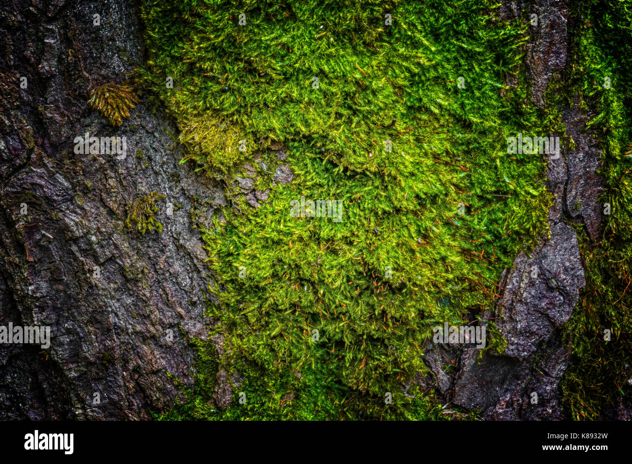 Moss and tree bark texture with natural patterns as background Stock ...