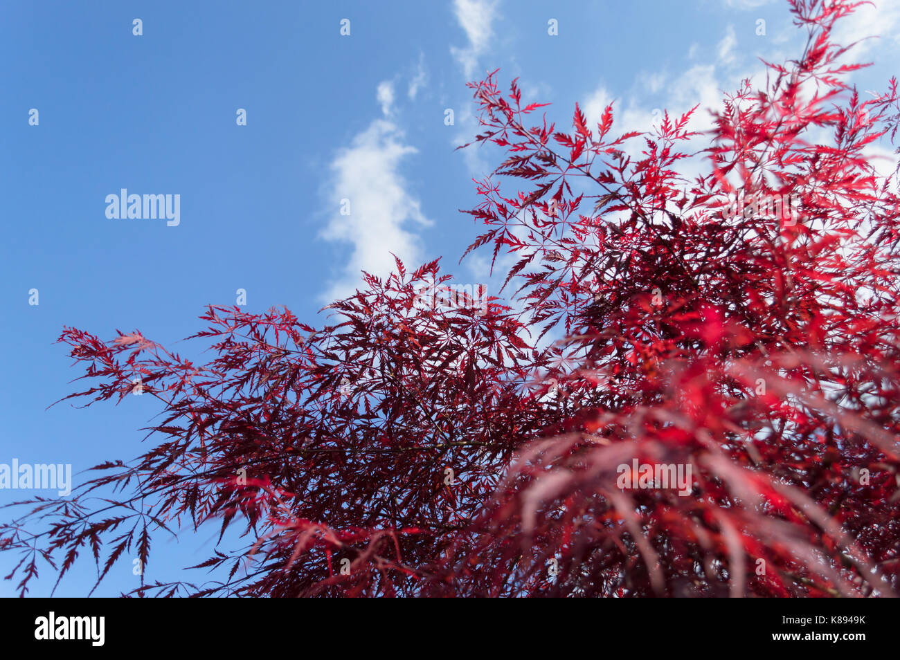 Branches fluffy hi-res stock photography and images - Alamy