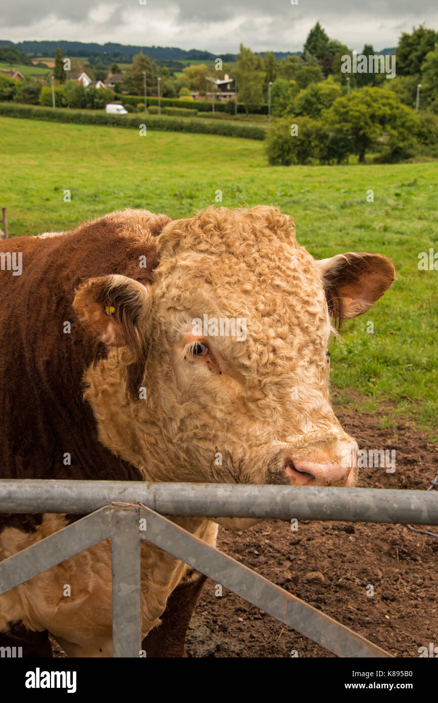 Livestock grazing near Raglan castle. West Wales. Stock Photo