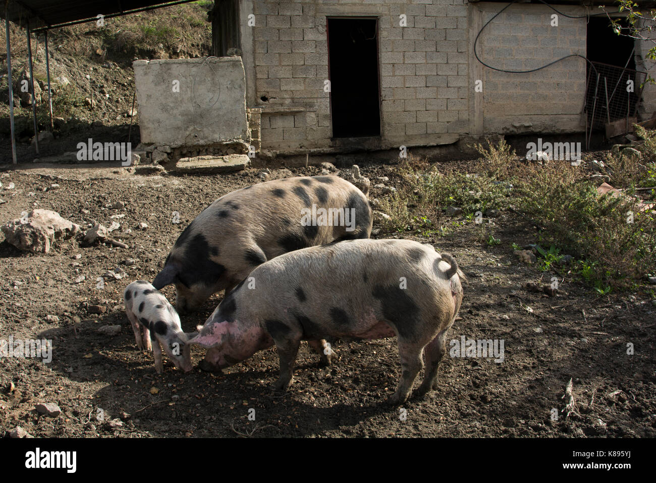 Domestic Pigs in Patsos in the mountains of central Crete.  Hausschweine im Herzen Kretas. Stock Photo