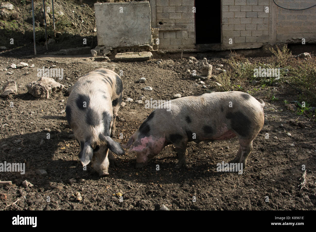 Domestic Pigs in Patsos in the mountains of central Crete.  Hausschweine im Herzen Kretas. Stock Photo
