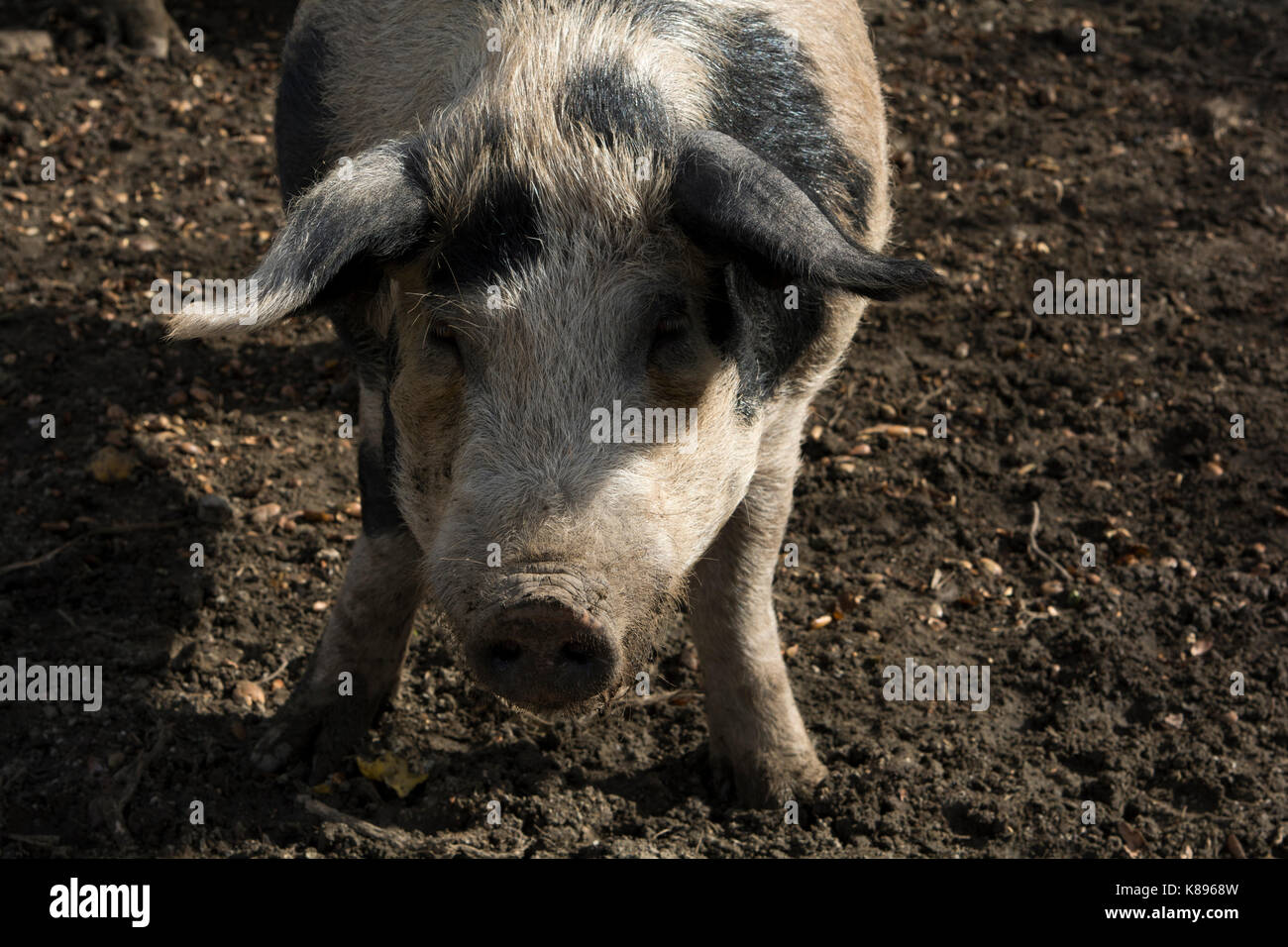 Boar in Patsos in the mountains of central Crete.   Eber im Herzen Kretas. Stock Photo