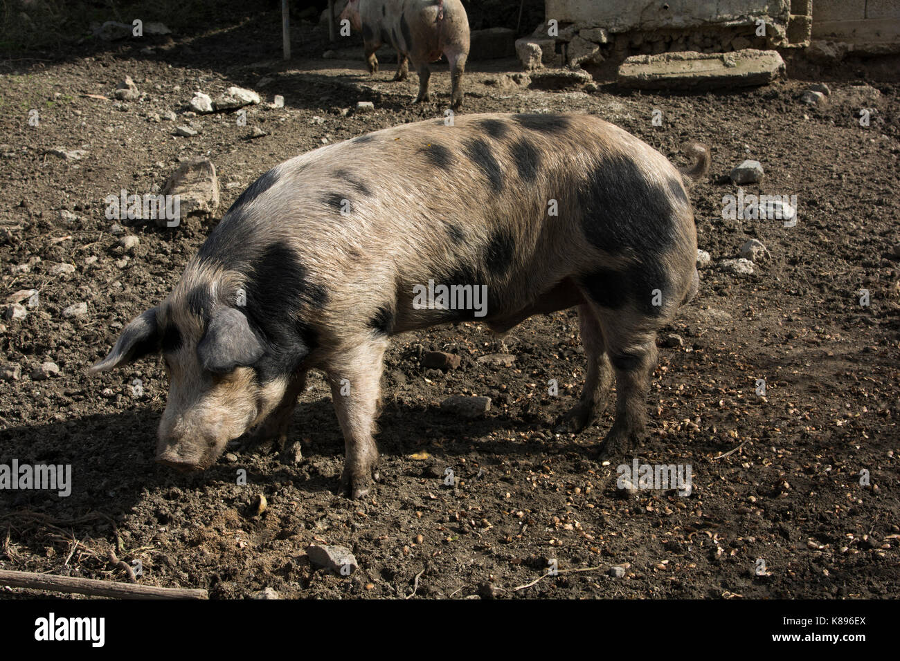 Boar in Patsos in the mountains of central Crete.   Eber im Herzen Kretas. Stock Photo