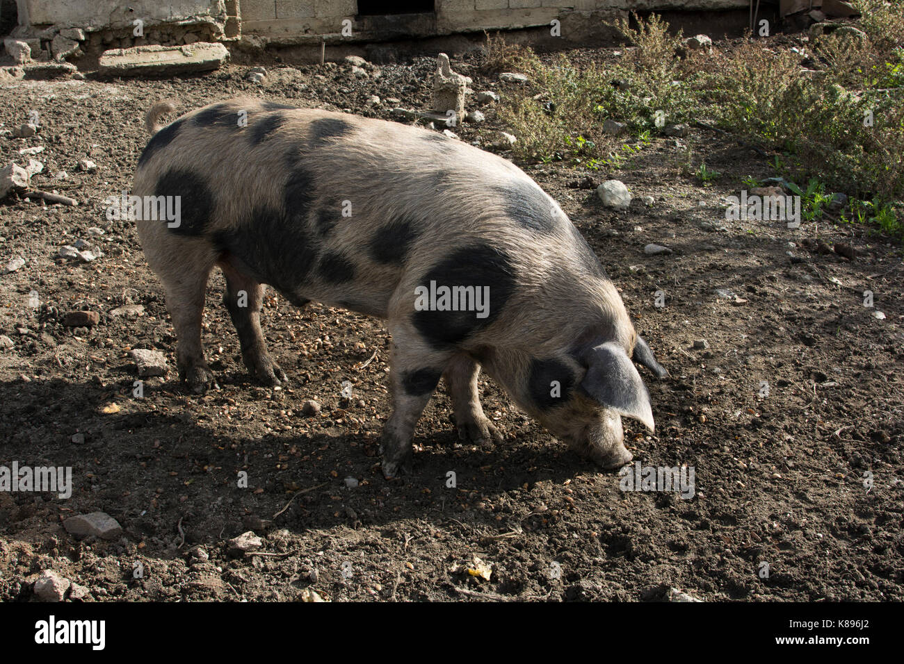 Boar in Patsos in the mountains of central Crete.   Eber im Herzen Kretas. Stock Photo