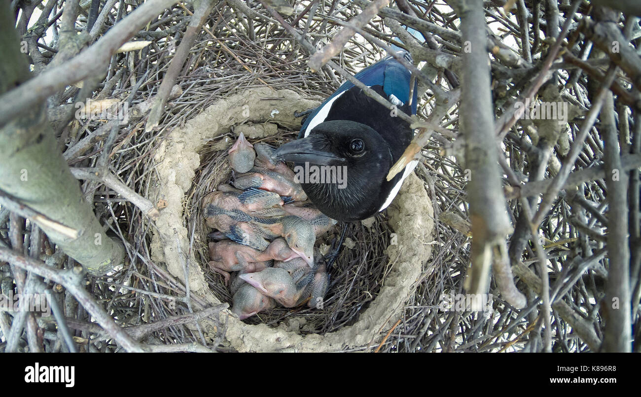 The nest of the Magpie (Pica pica) in nature Stock Photo - Alamy