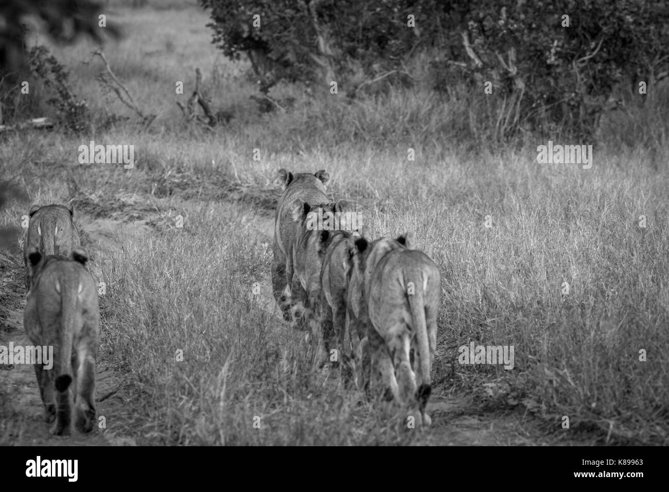 Pride of Lions walking away from the camera in black and white in the ...