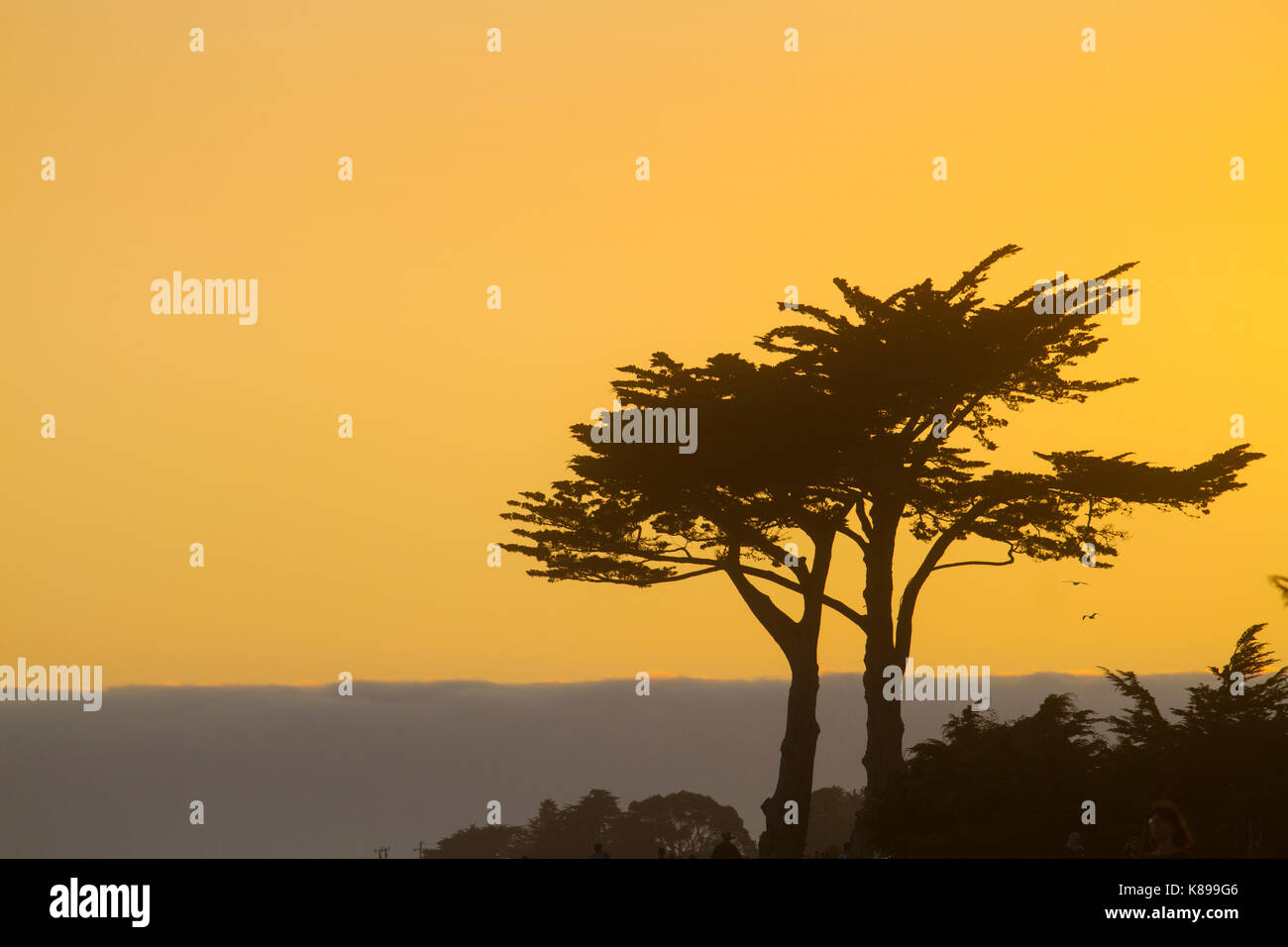 USA, California, Cyprus Tree and golden sunset sky Stock Photo