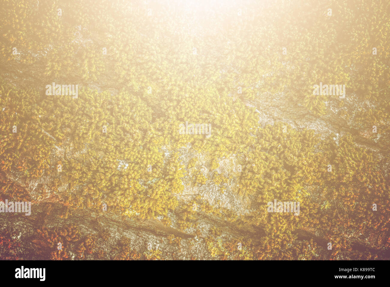 Moss and tree bark texture with natural patterns as background. Vintage ...