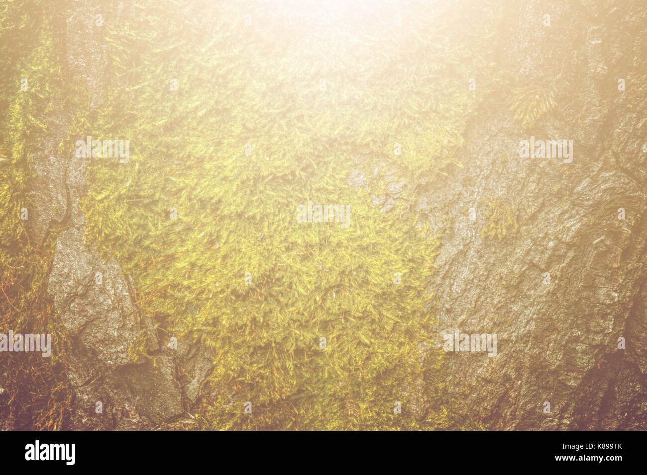 Moss and tree bark texture with natural patterns as background. Vintage ...