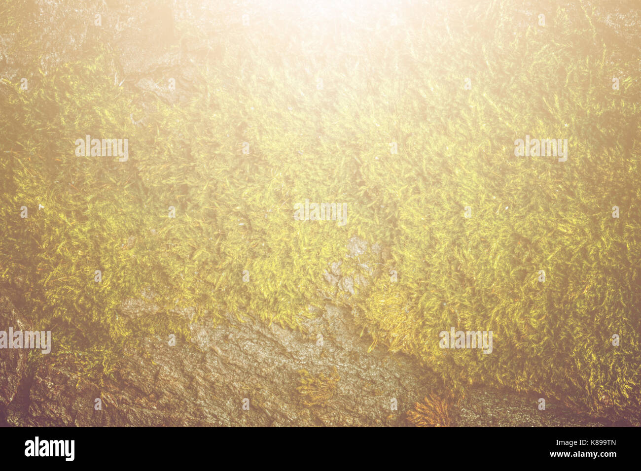 Moss and tree bark texture with natural patterns as background. Vintage ...