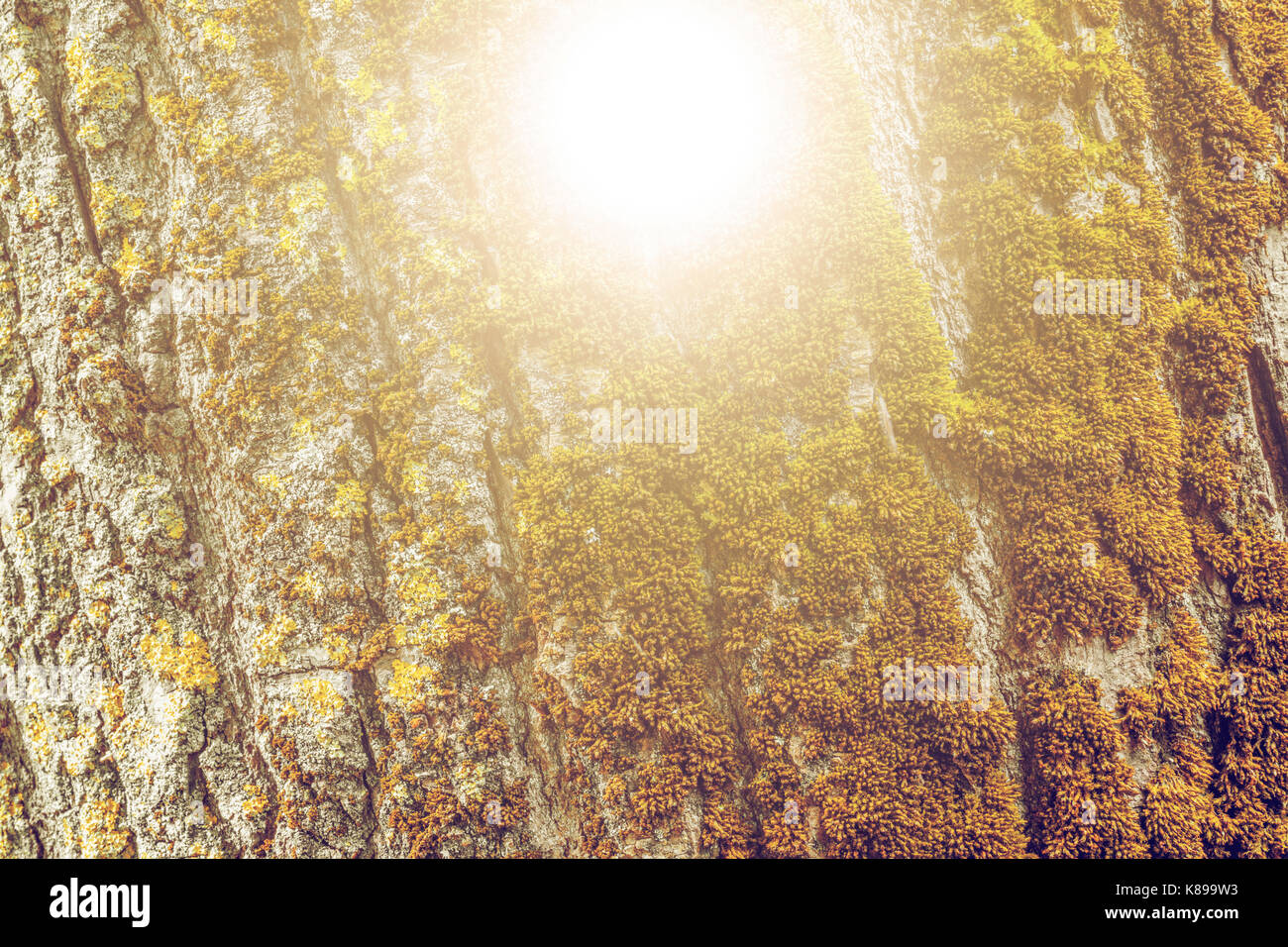 Moss and tree bark texture with natural patterns as background. Vintage ...