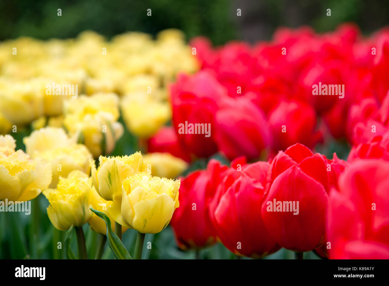 Red and yellow tulips in the garden Stock Photo - Alamy