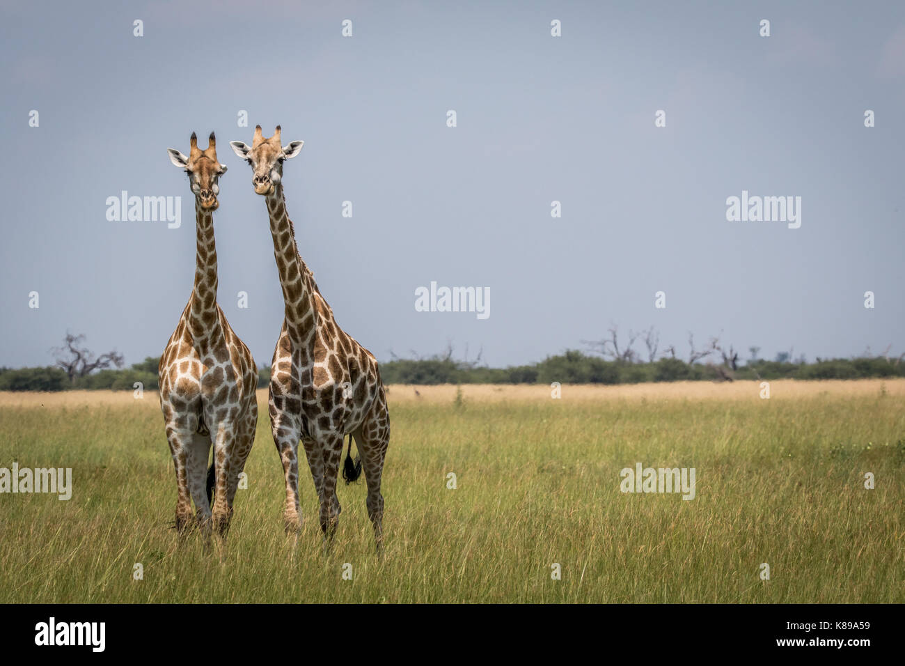 Starring giraffes hi-res stock photography and images - Alamy