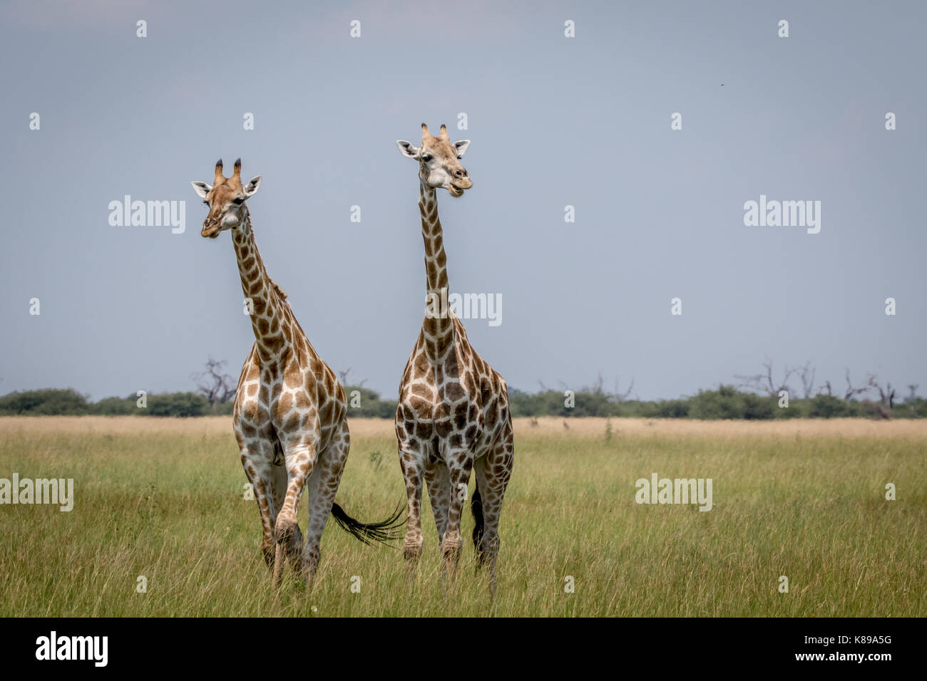 Starring giraffes hi-res stock photography and images - Alamy