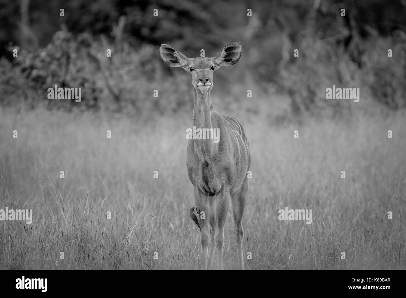 Female Kudu standing in the grass and being curious in black and white in the Hwange National Park, Zimbabwe. Stock Photo