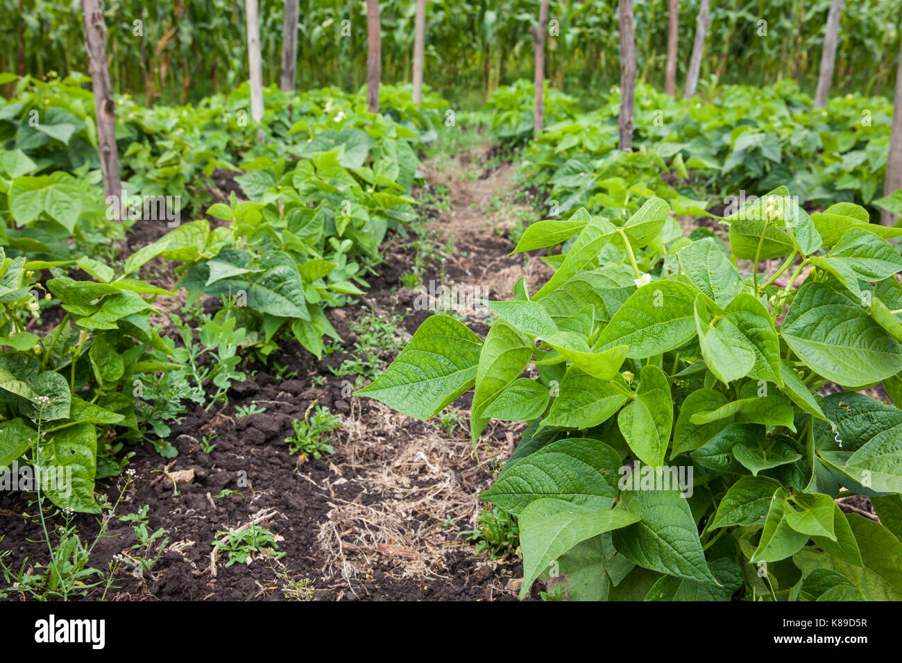 Common bean plant (Phaseolus vulgaris) at cultivation field Stock Photo