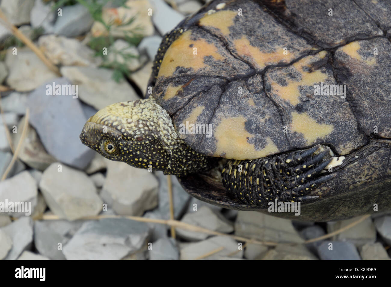 Tortoise Upside Down High Resolution Stock Photography and Images - Alamy