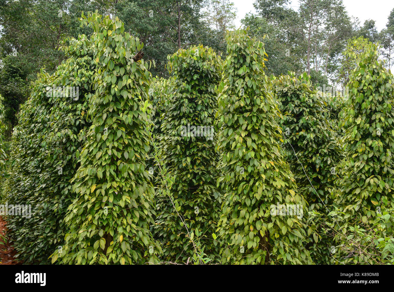 Black pepper (Piper nigrum) vines at the plantation in Phu Quoc island, Vietnam. Stock Photo