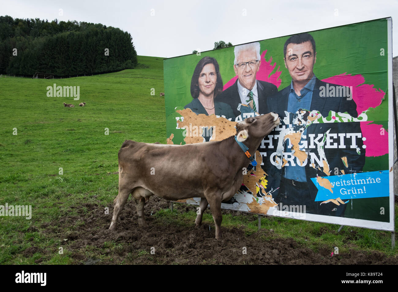 German Federal Elections 2017. A cow is eating The Greens 'Die Grünen' political party campaign poster in a rural region of Allgau , Baden- Wurttemberg. The Green Party is commited to environmental, ecological, economic, and social issues. On the poster from left: Katrin Göring-Eckardt, Winfried Kretschmann, Cem Özdemir. Stock Photo
