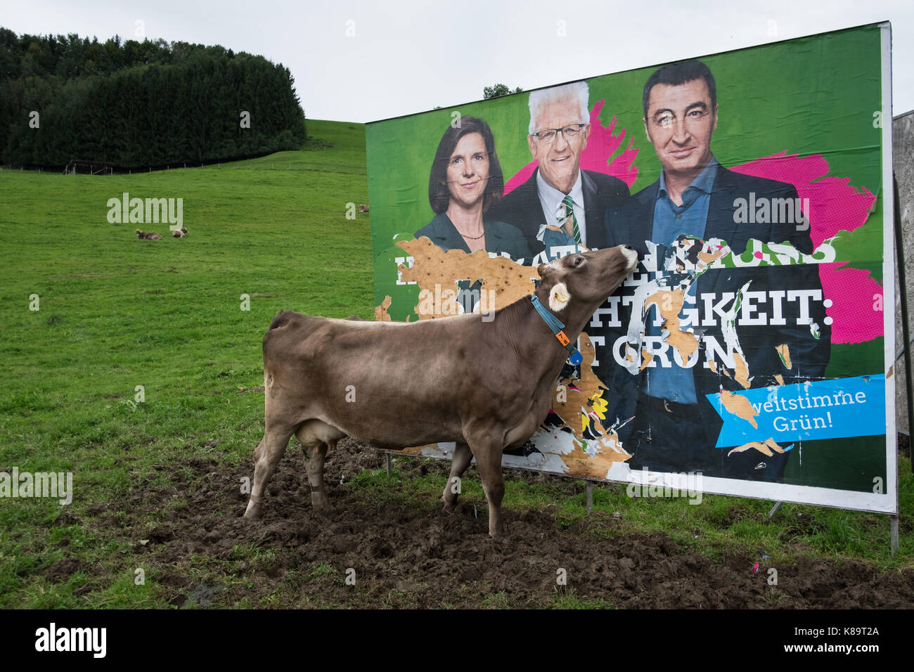 German Federal Elections 2017. A cow is eating The Greens 'Die Grünen' political party campaign poster in a rural region of Allgau , Baden- Wurttemberg. The Green Party is commited to environmental, ecological, economic, and social issues. On the poster from left: Katrin Göring-Eckardt, Winfried Kretschmann, Cem Özdemir. Stock Photo