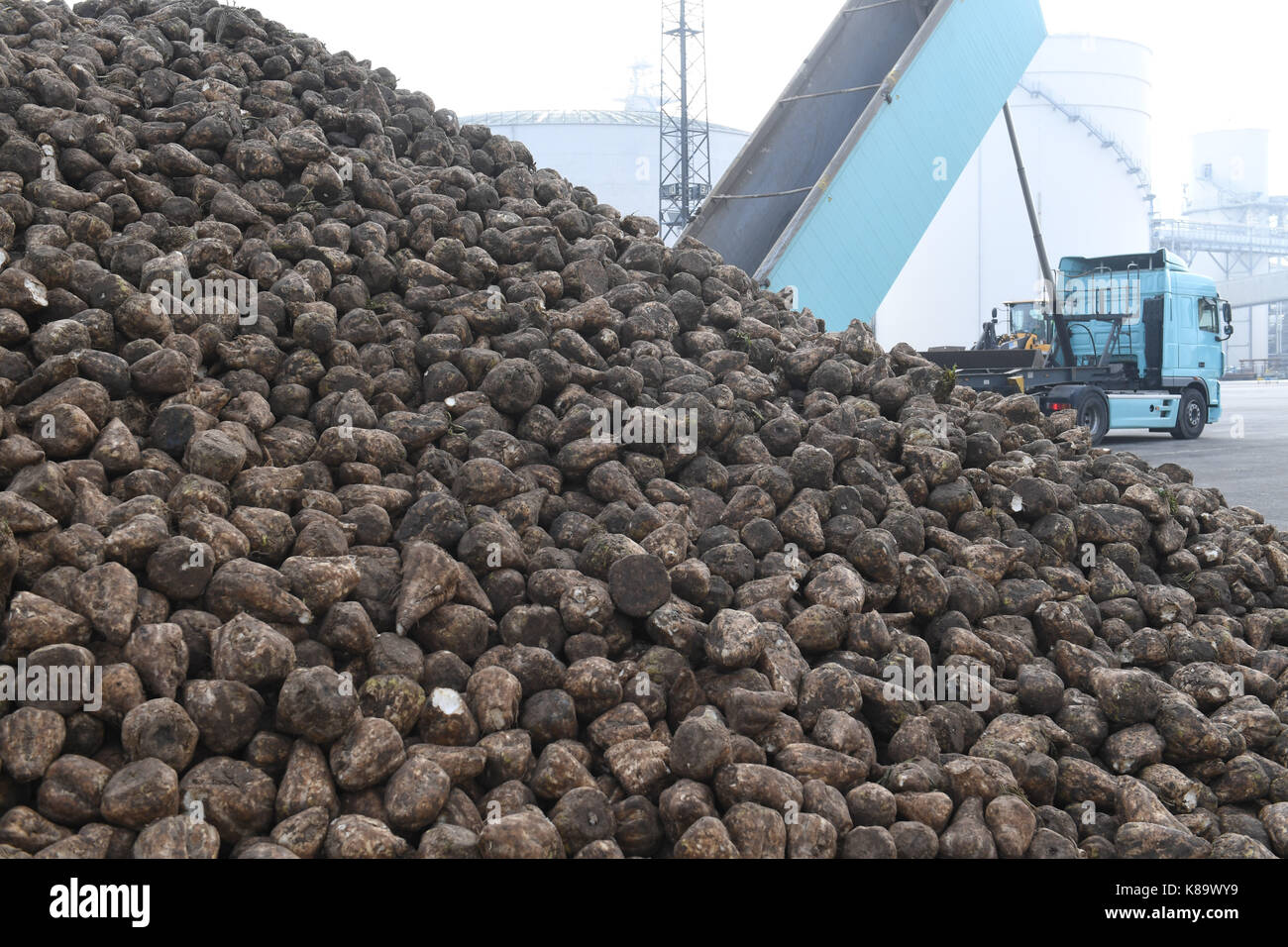 Anklam, Germany. 18th Sep, 2017. Sugar beet photographed in the processing  plant in Anklam, Germany, 18 September 2017. The only refined sugar plant  in the state of Mecklenburg-Western Pomerania is due to