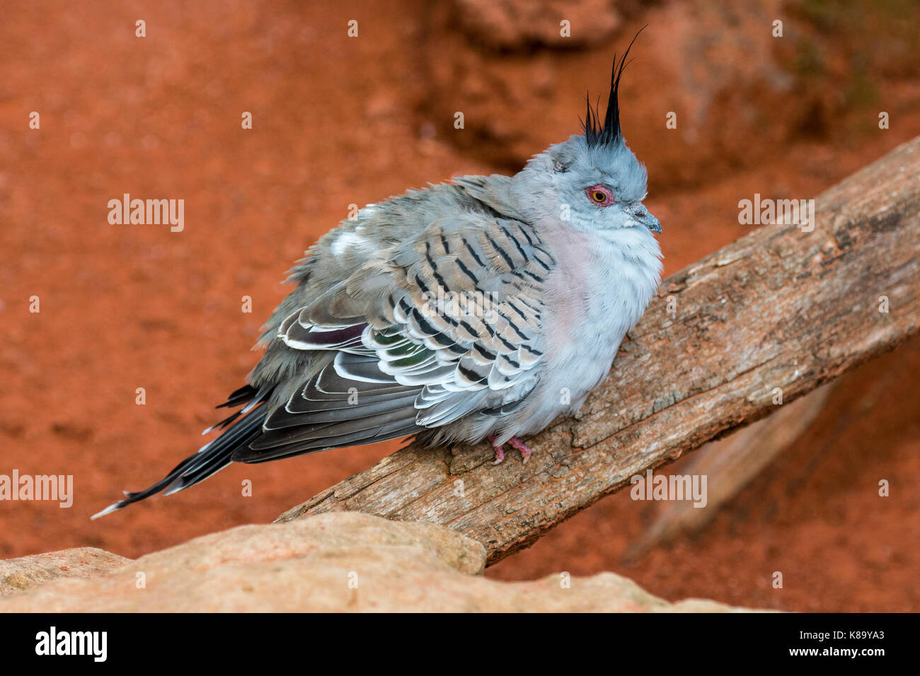 Crested pigeon (Ocyphaps lophotes) native to Australia Stock Photo