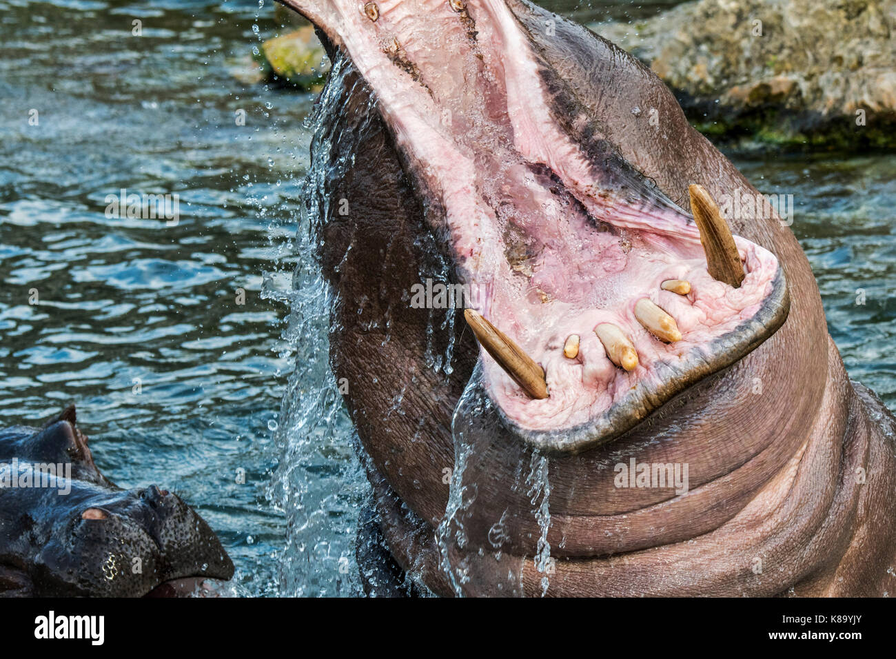 Common hippopotamus / hippo (Hippopotamus amphibius) in lake showing huge teeth and large canine tusks in wide open mouth Stock Photo
