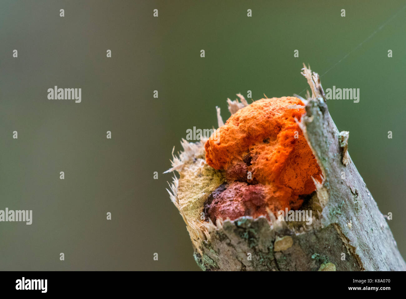 Orange Fungus Tree High Resolution Stock Photography and Images Alamy