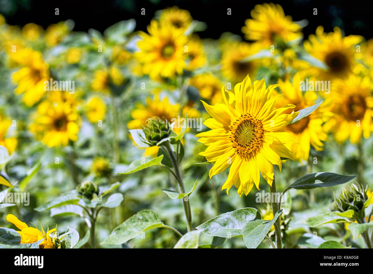 Field in blossom baltic hi res stock photography and images Alamy