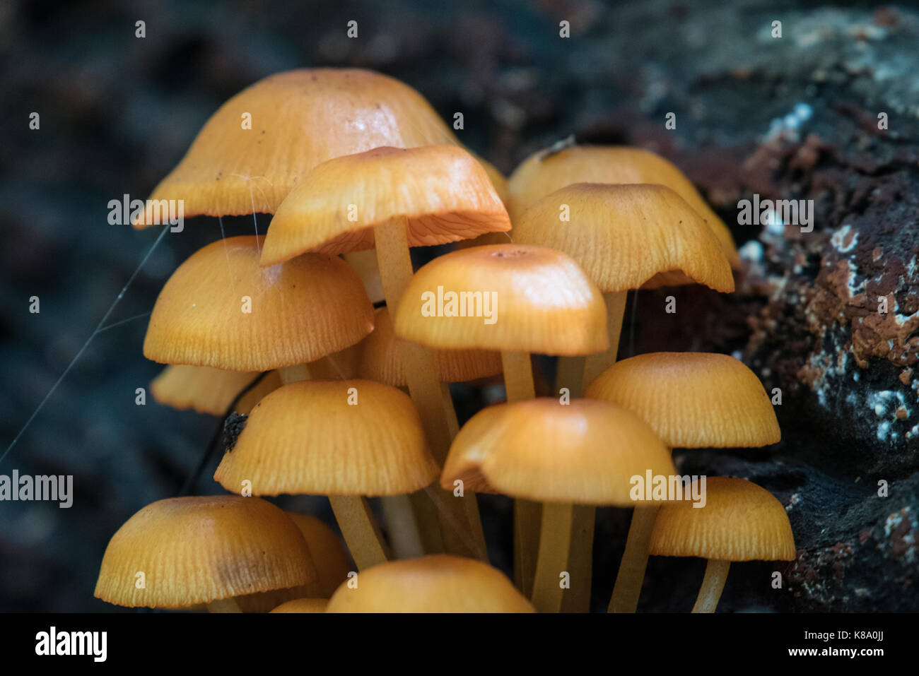 Golden Mushrooms High Resolution Stock Photography and Images Alamy