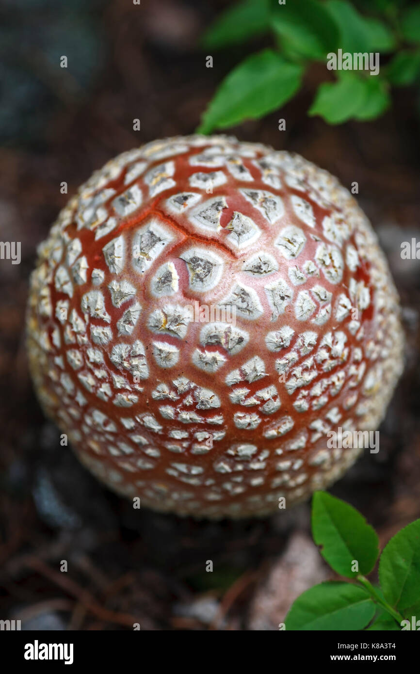 Amanita muscaria mushroom, Pecos Wilderness Area, Santa Fe National Forest, near Santa Fe, New Mexico USA Stock Photo