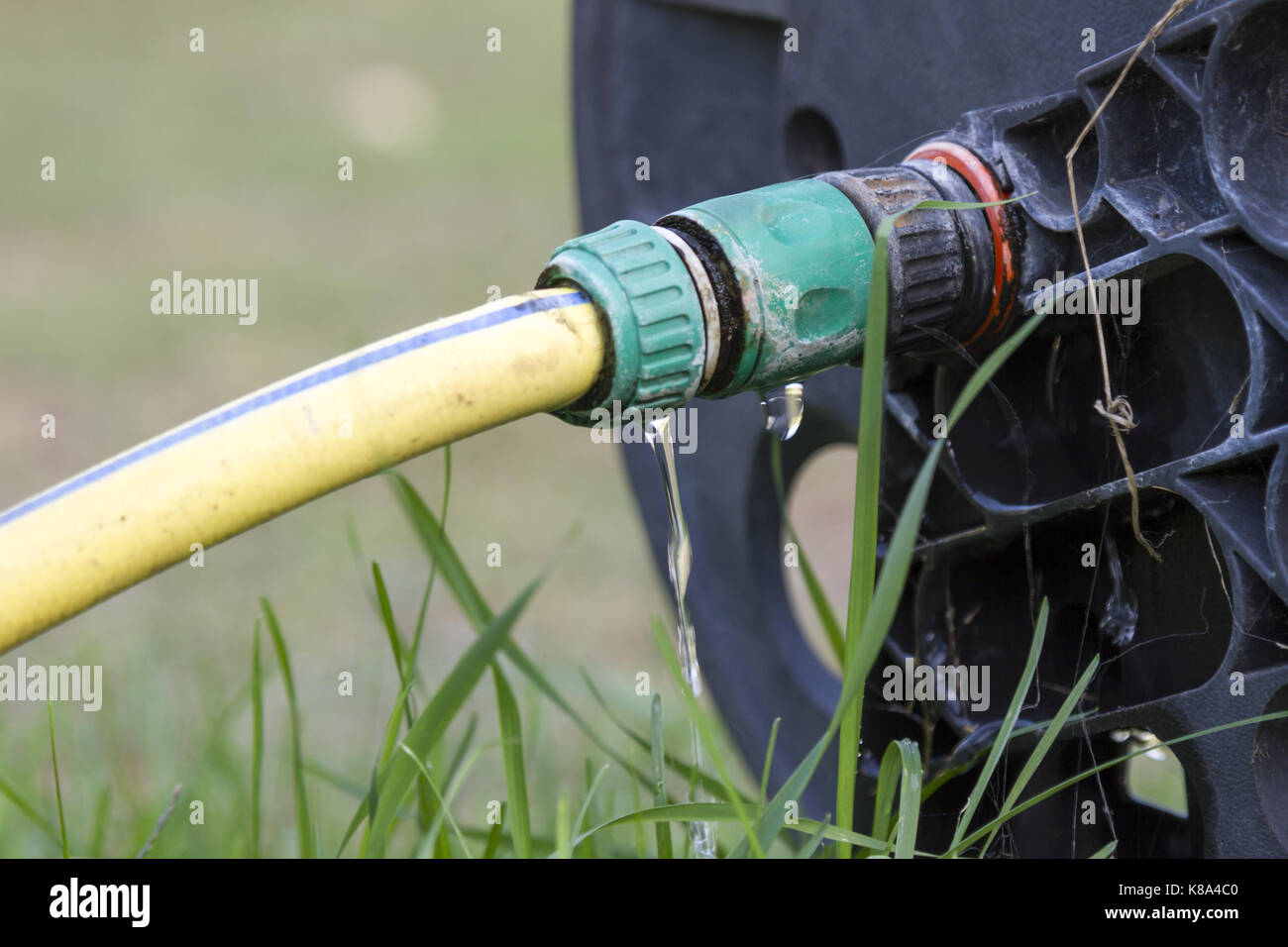 Wasting water in the garden, water leaking from a garden hose spigot. Plastic gardening hose with threaded brass fitting connected to water supply val Stock Photo